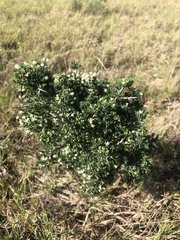 Asparagus mariae