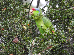 Amazona finschi × viridigenalis