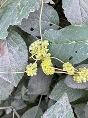 Cuscuta campestris
