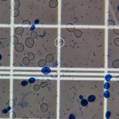 Saccharomyces cerevisiae