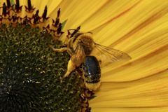 Andrena helianthi