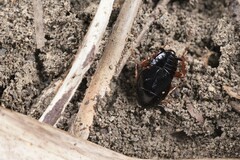 Hebardina concinna