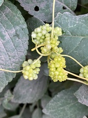 Cuscuta campestris