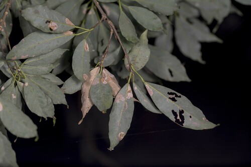 Image of Acer albopurpurascens by (c) Licheng Shih, some rights reserved (CC BY)