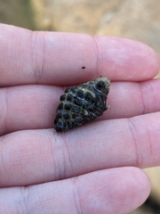 Tenguella marginalba