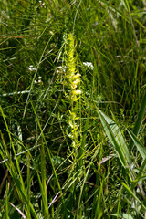 Alectra sessiliflora