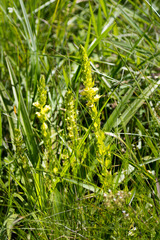 Alectra sessiliflora