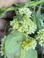 Cuscuta campestris