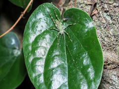 Phricta spinosa