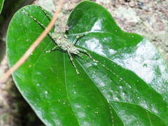 Phricta spinosa