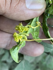 Cuscuta campestris