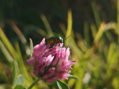 Cryptocephalus sericeus