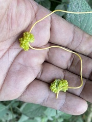 Cuscuta campestris