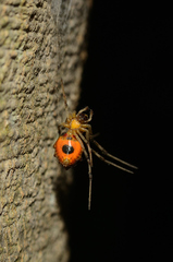 Herennia multipuncta