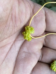Cuscuta campestris