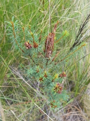 Pultenaea hispidula