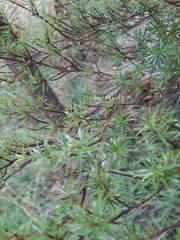 Kunzea ericoides