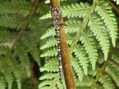 Archaeosynthemis leachii