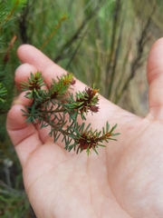 Pultenaea hispidula