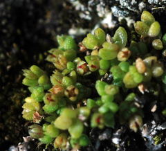 Crassula manaia