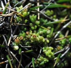 Crassula manaia
