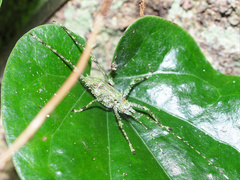 Phricta spinosa