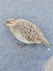 Ortygornis pondicerianus