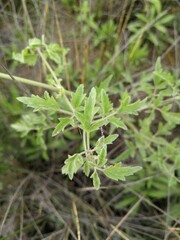 Clematis villosa stanleyi