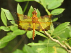 Camacinia gigantea