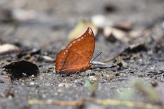 Charaxes harmodius