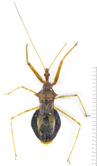 Epidaus