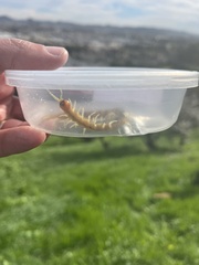 Scolopendra polymorpha