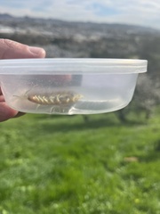 Scolopendra polymorpha