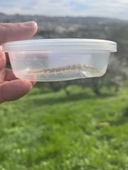 Scolopendra polymorpha