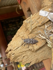 Chalcophora japonica