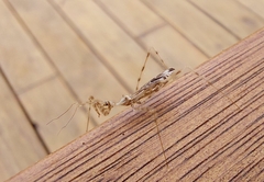 Stenolemus fraterculus