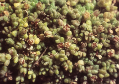 Crassula manaia