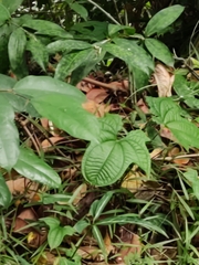 Dioscorea sansibarensis