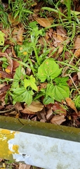 Dioscorea sansibarensis