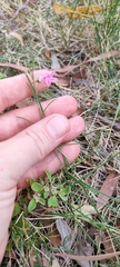 Convolvulus angustissimus