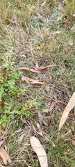 Convolvulus angustissimus