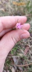 Convolvulus angustissimus