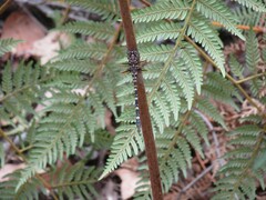 Archaeosynthemis leachii