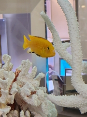 Labidochromis caeruleus