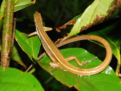 Takydromus sexlineatus