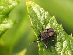 Euander lacertosus