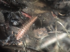 Nearctodesmidae