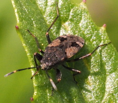 Euander lacertosus