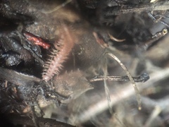 Nearctodesmidae