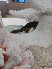 Pterygoplichthys